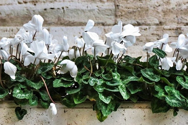 Cyclamen reproduksjon av barn