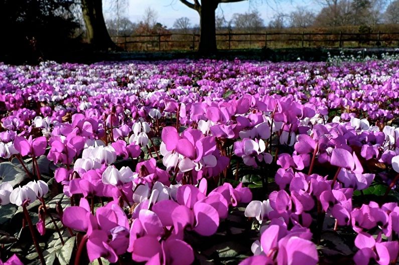 Cyclamen - larawan