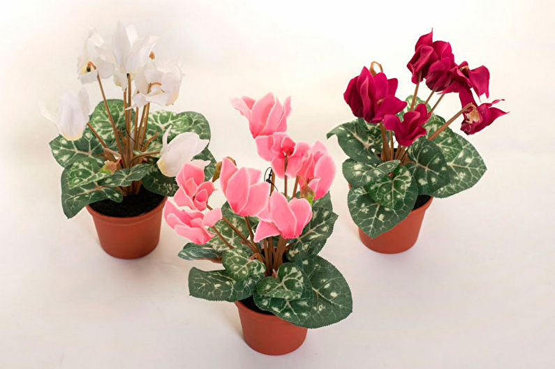 Cyclamen - foto