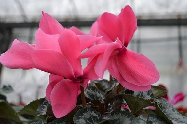 Cyclamen - fotografia