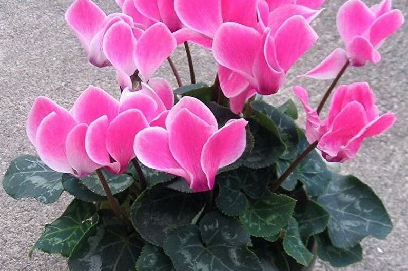 Cyclamen - foto