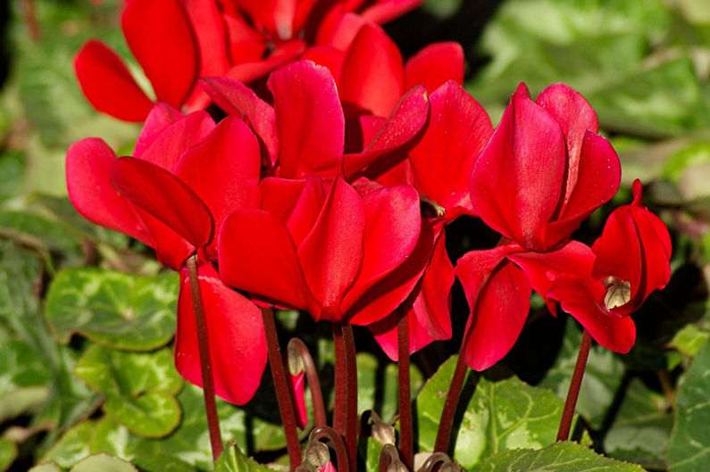 Cyclamen - photo