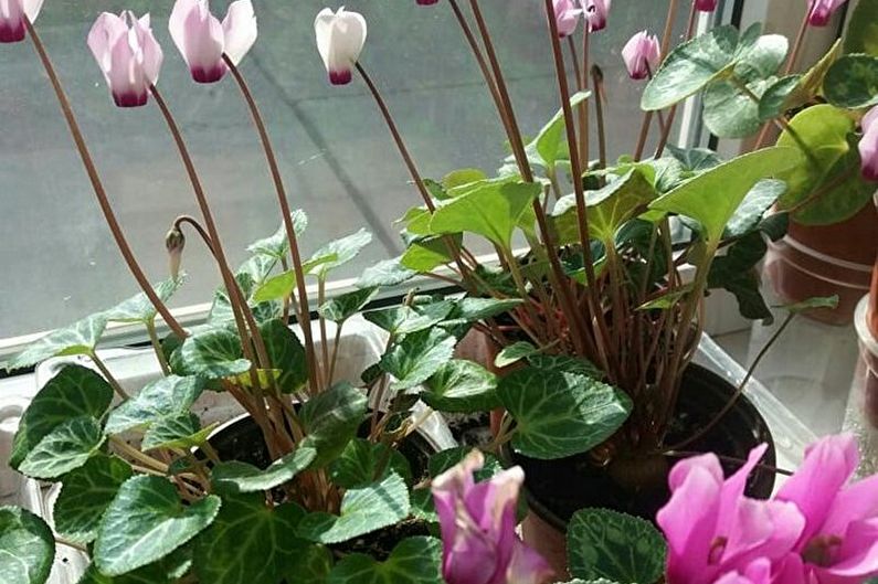 Cyclamen - photo