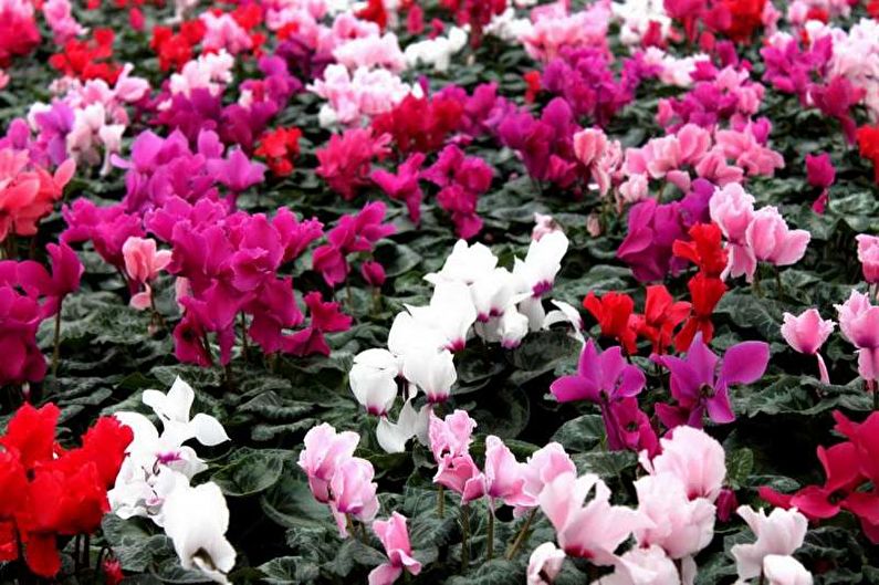 Cyclamen - photo