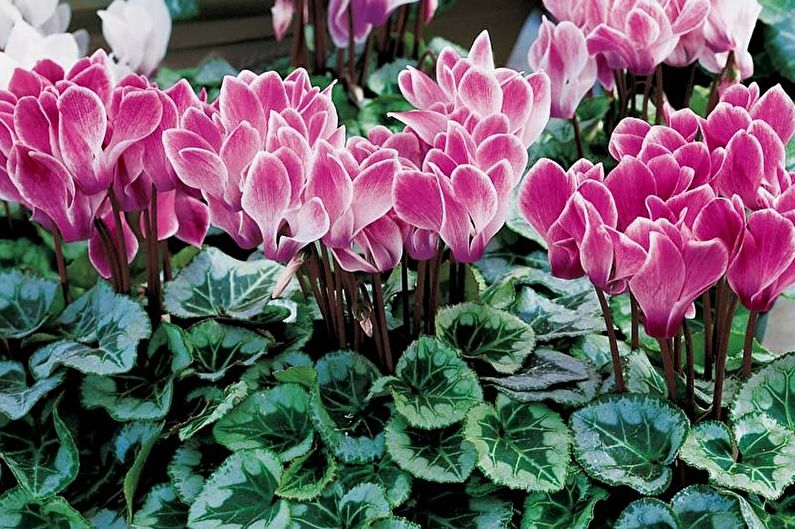 Cyclamen - foto