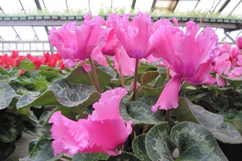 Cyclamen - ภาพถ่าย