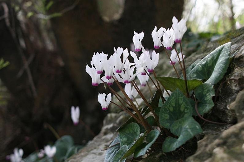 Cyclamen - foto