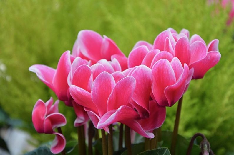 Cyclamen - fotografia