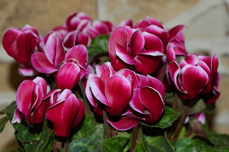 Cyclamen - larawan