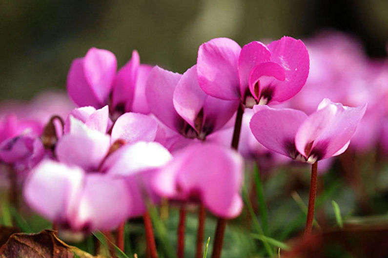 Cyclamen - foto