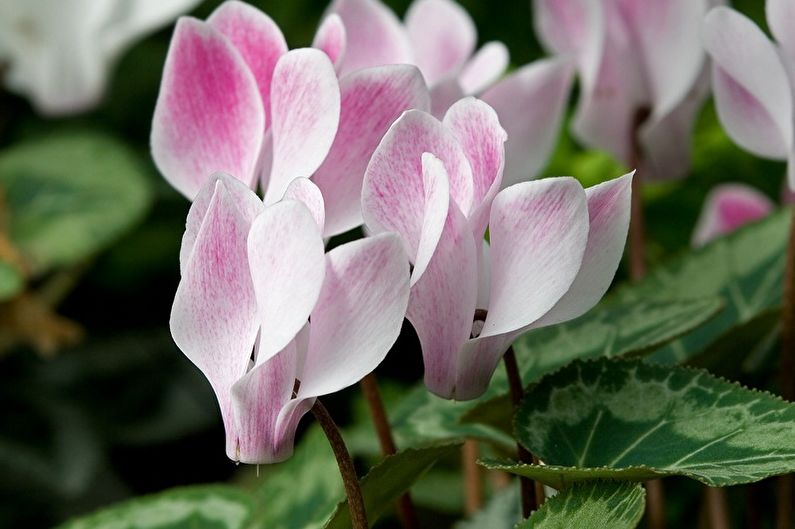 Cyclamen - ภาพถ่าย