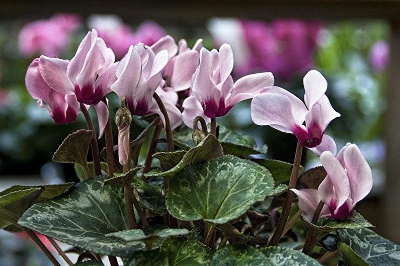 Cyclamen - fotografia