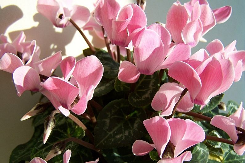 Cyclamen - foto