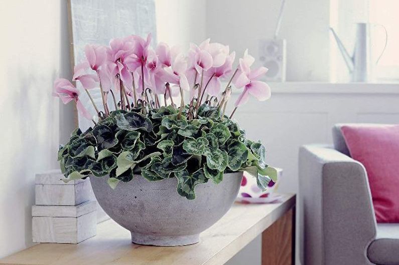 Cyclamen - foto