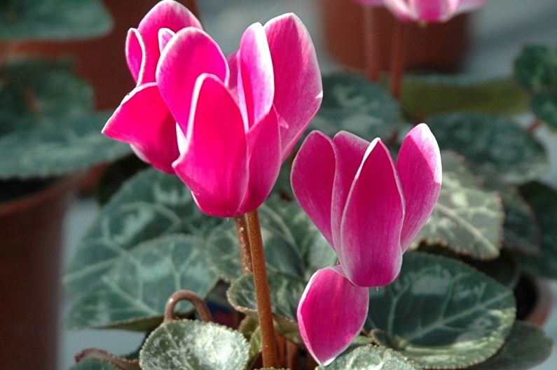 Cyclamen - fotografia