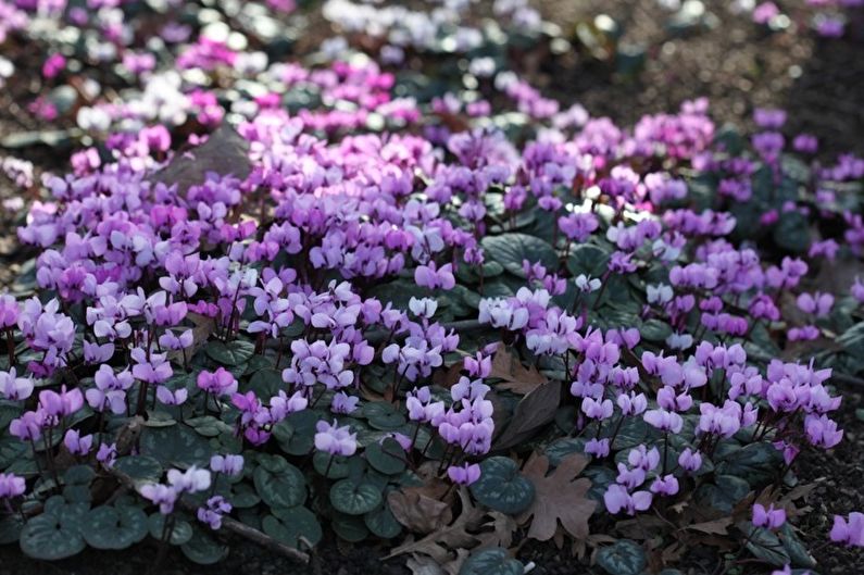 Cyclamen - valokuva