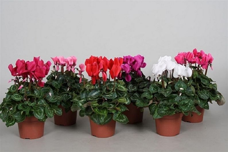 Cyclamen - larawan