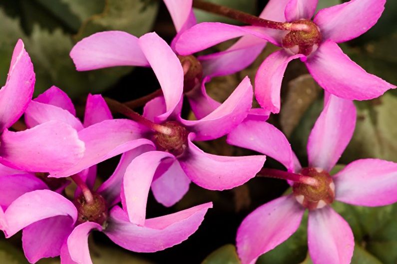 Cyclamen - foto