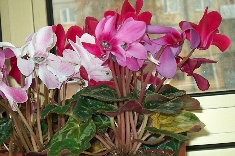 Cyclamen - fotografia