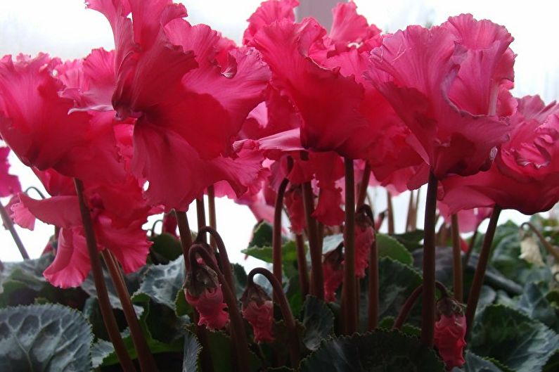 Cyclamen - foto