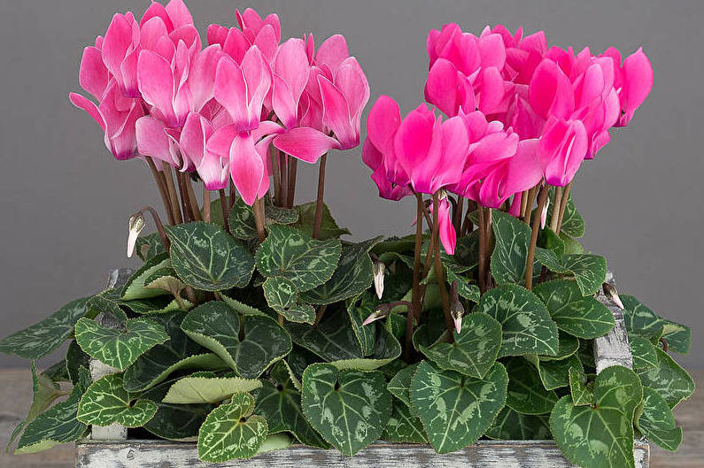 Cyclamen - fotografia