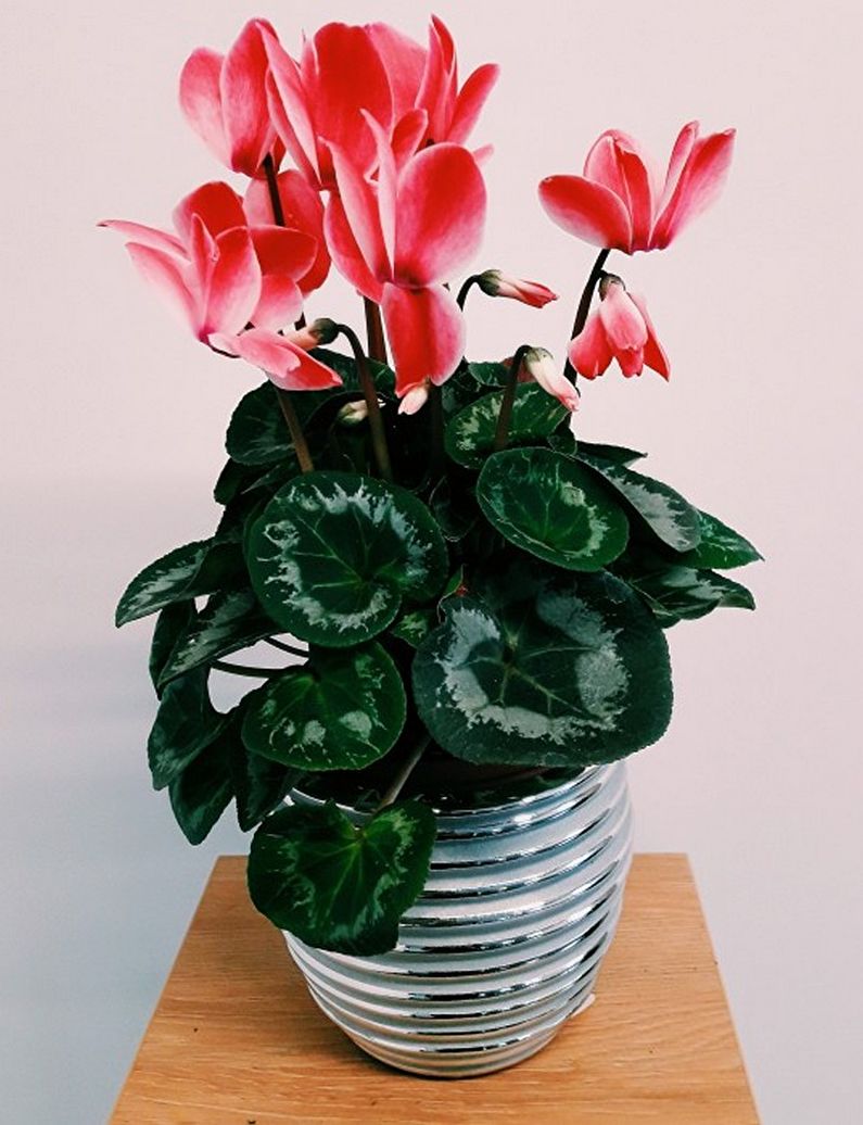 Cyclamen - larawan