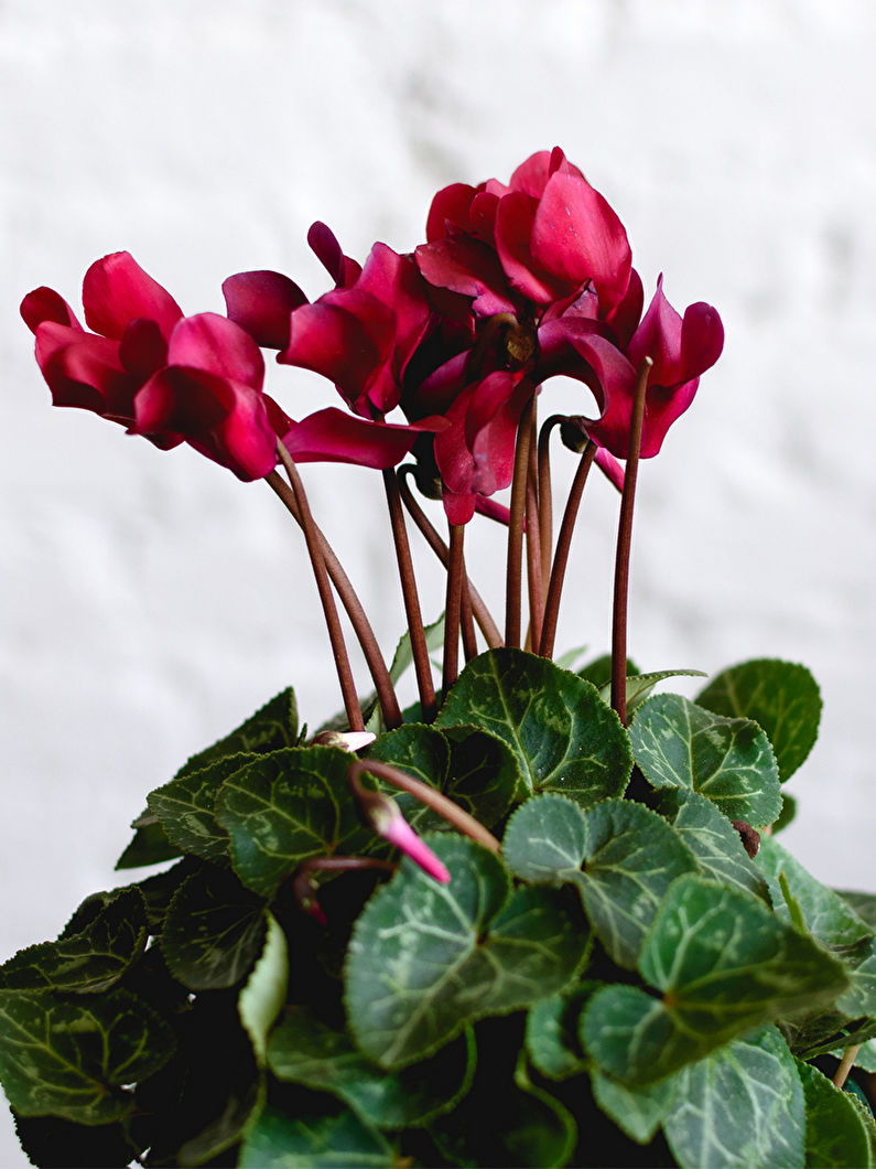 Cyclamen - larawan