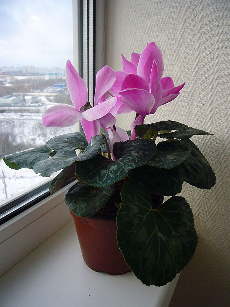 Cyclamen - foto