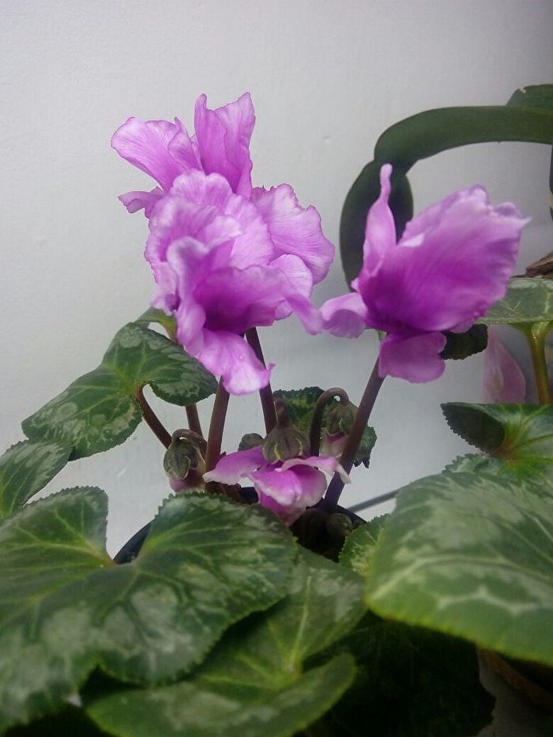 Cyclamen - larawan