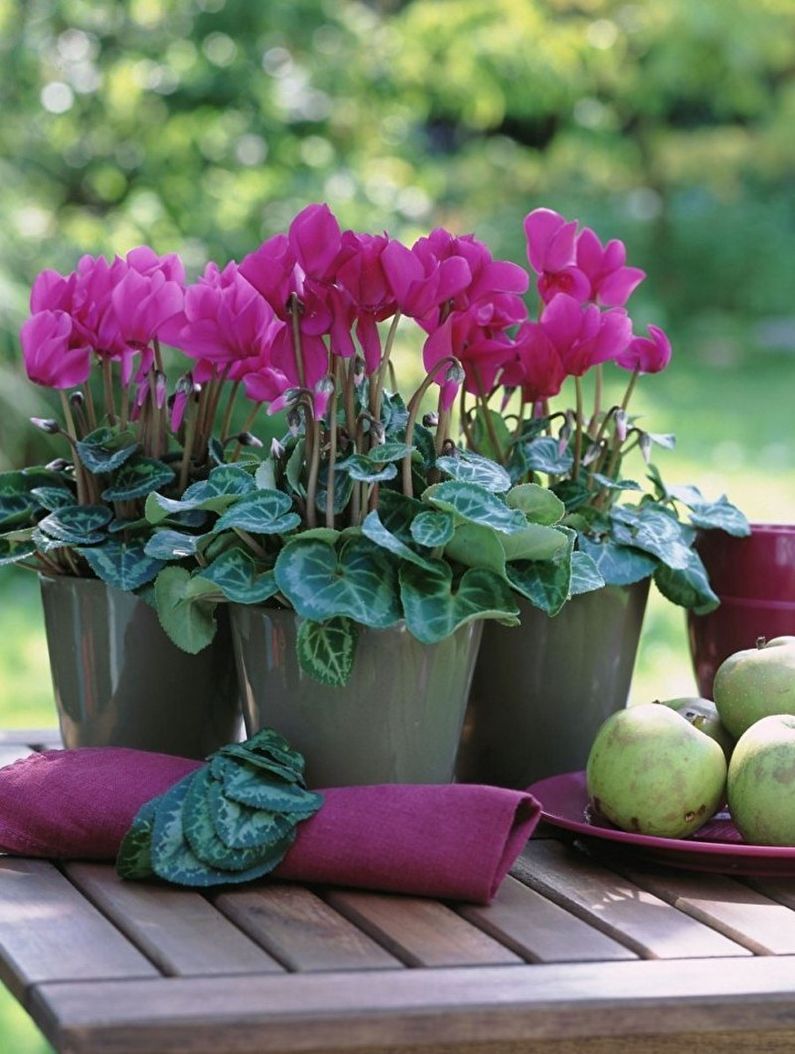 Cyclamen - foto