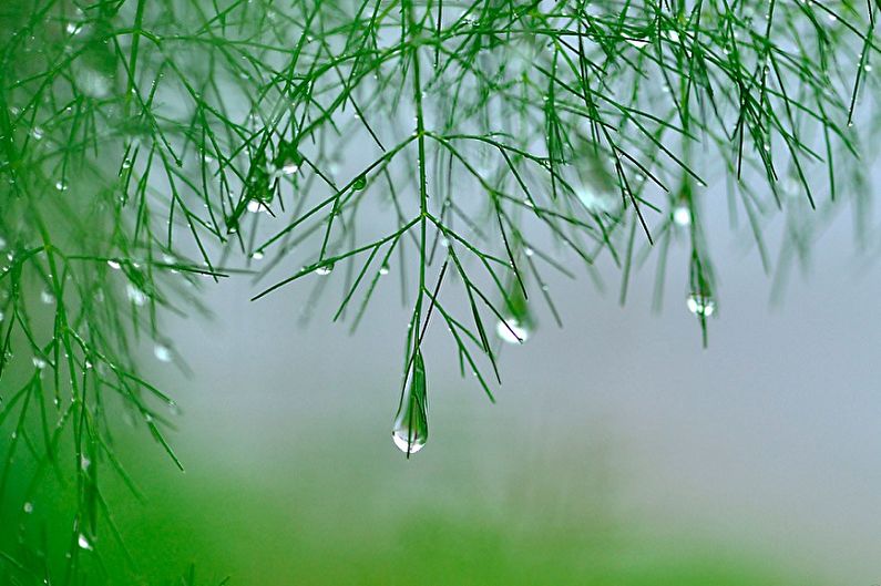 Asparagus - Watering