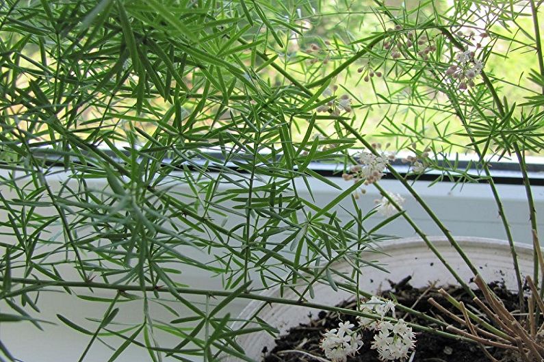 Asparagus - Fertilizers and top dressing