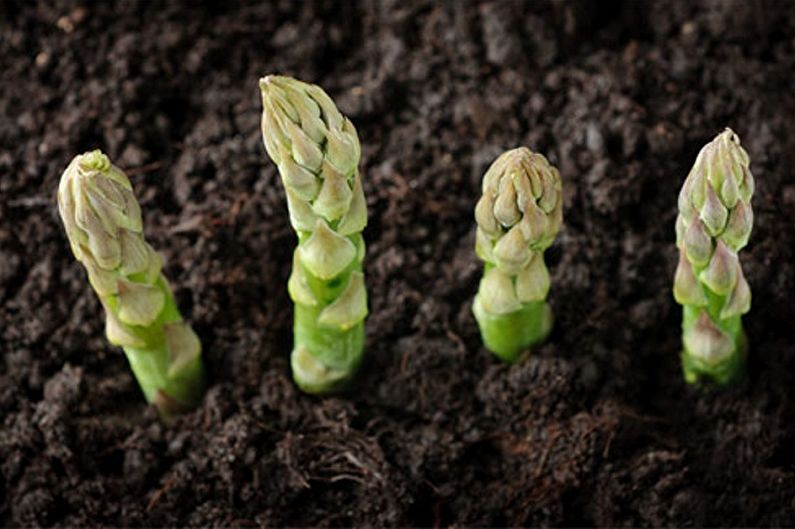 Propagation des graines d'asperges