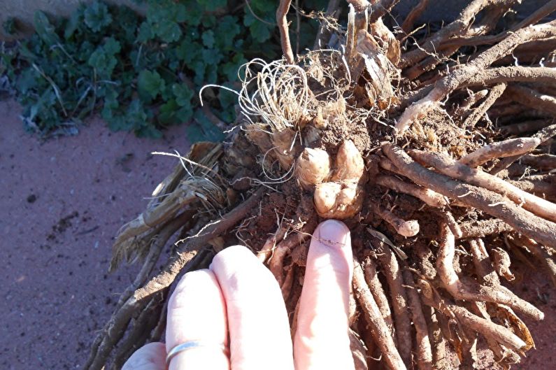 Voortplanting van asperges per divisie