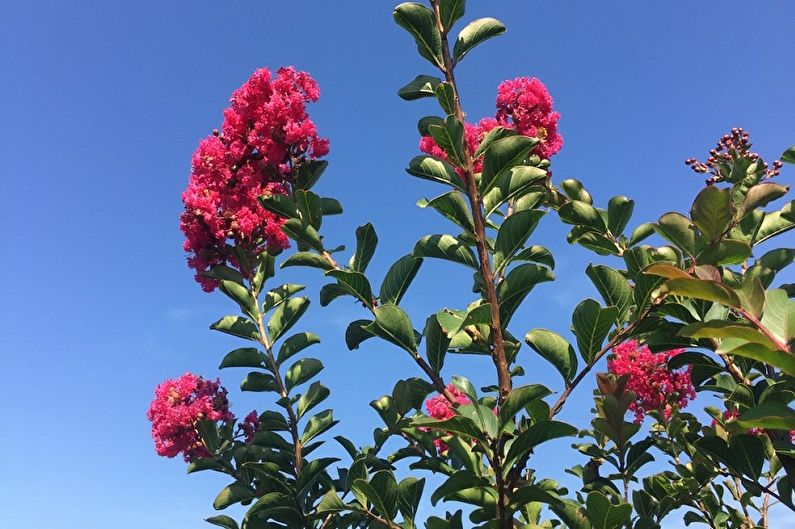 Myrtle Tree - Các tính năng chính