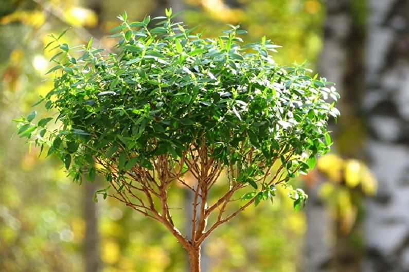 Myrtle Tree - Địa điểm và ánh sáng