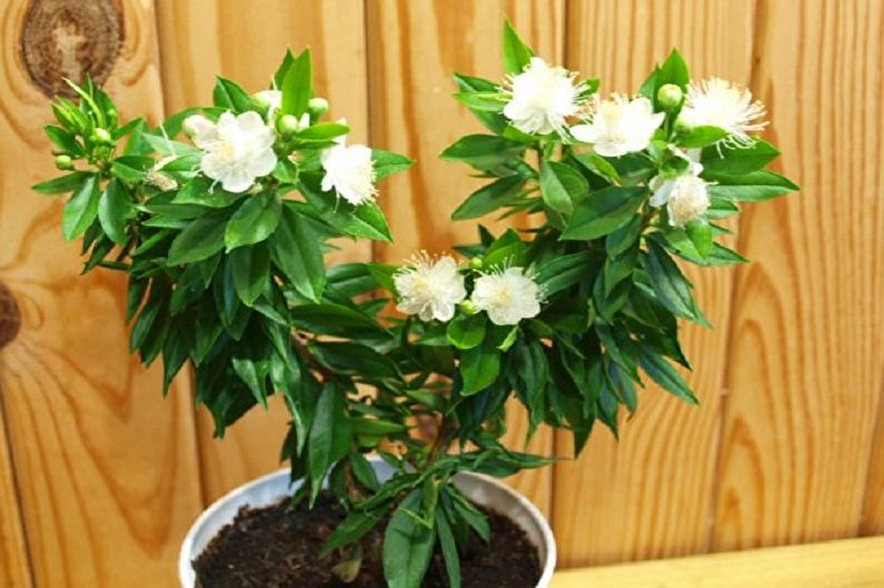 Myrtle Tree - Địa điểm và ánh sáng