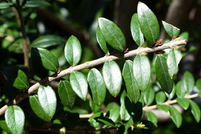 Albero di mirto - Alimentazione e circoncisione