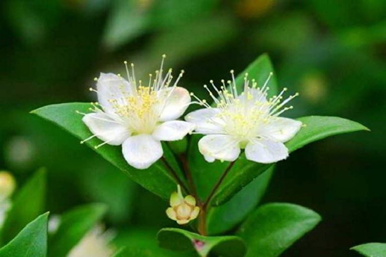 Cây Myrtle - ảnh