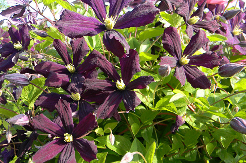 Clematis Jacquman