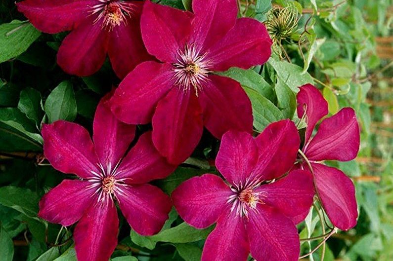 Clematis Jacquman