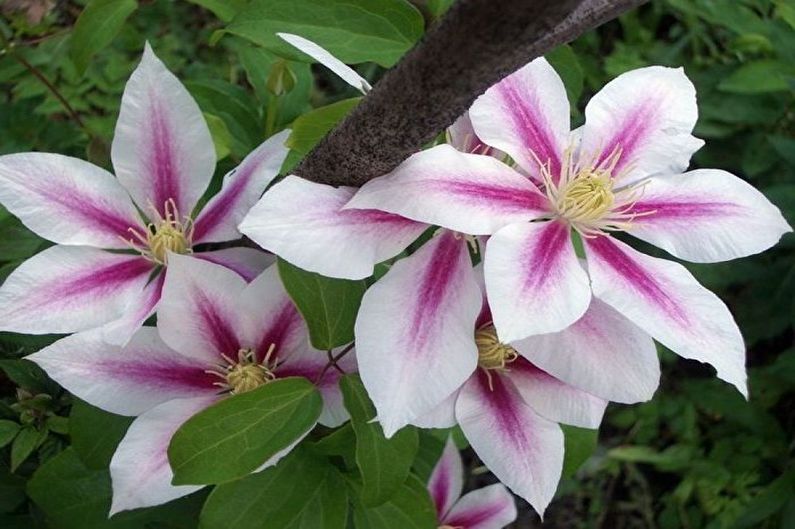 Manchu Clematis