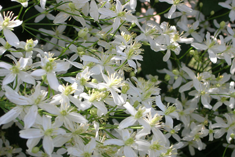 Clematis van Manchu