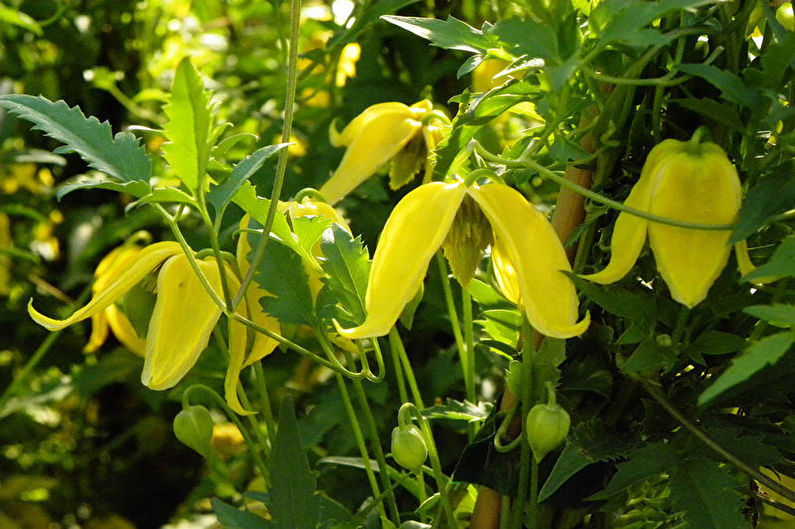 Clematis de Tangut