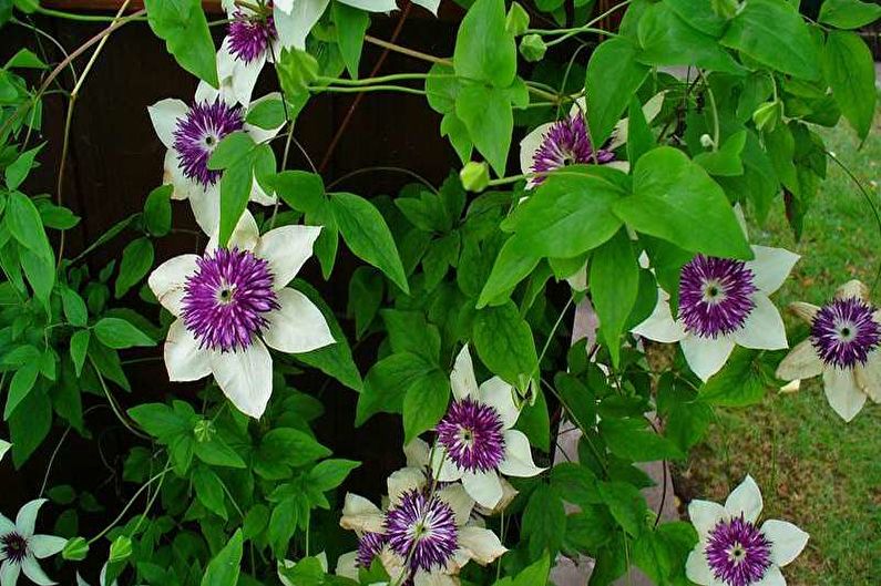 Clematis înflorit