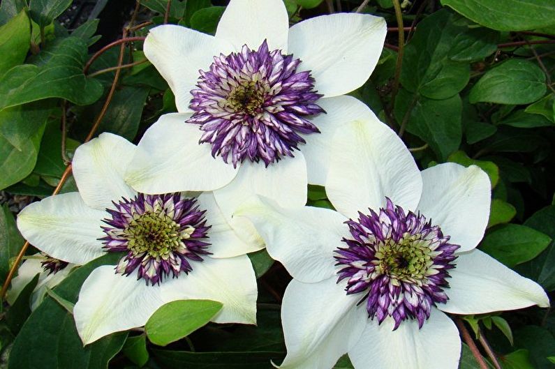 Clematis gėlė