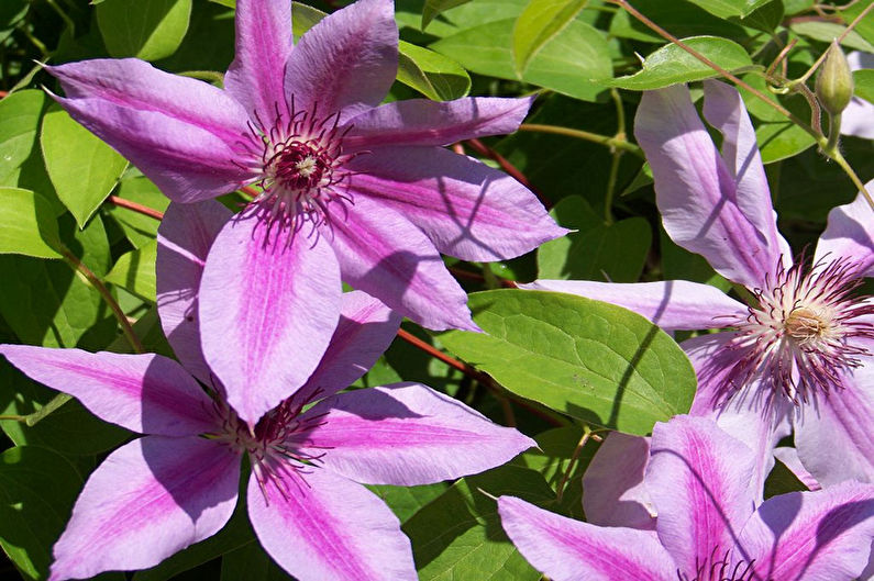 Clematis - Iluminación