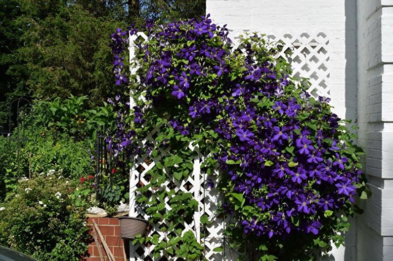 Clematis - Belysning