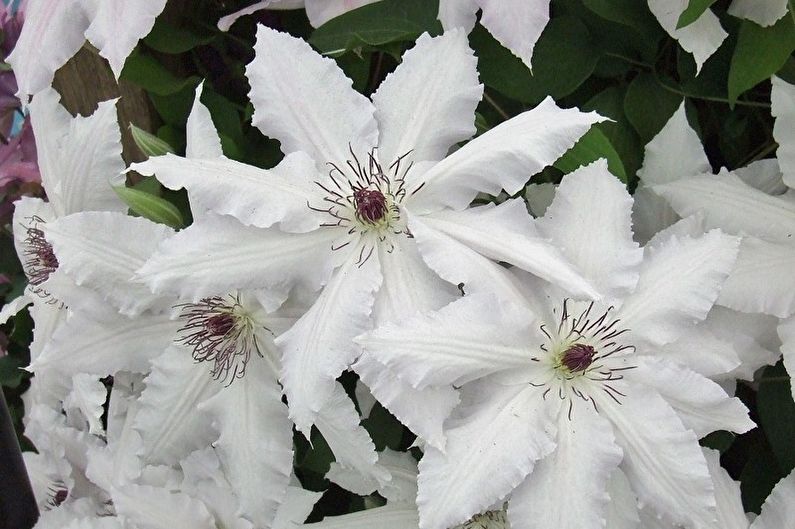 Clematis - temperatuur