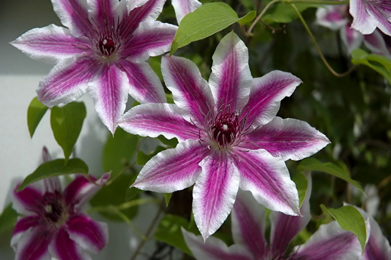 Clematis - Umidade